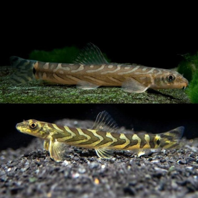 Вьюн Зодиак